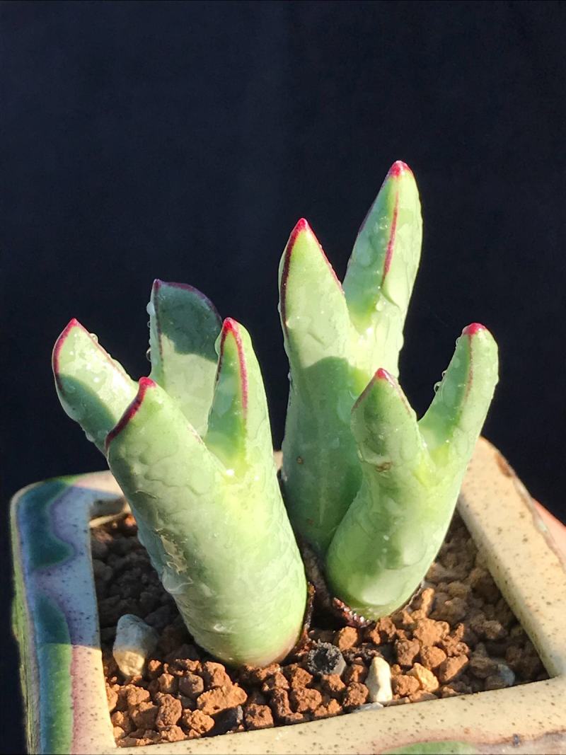 蟹钳多肉植物口笛多头肉锥生石花室内阳台新款稀有贵货