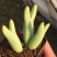 蟹钳多肉植物口笛多头肉锥生石花室内阳台新款稀有贵货