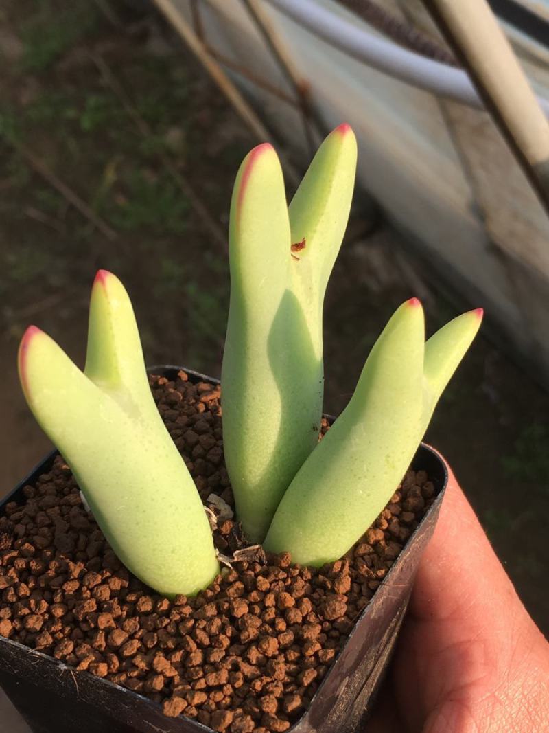 蟹钳多肉植物口笛多头肉锥生石花室内阳台新款稀有贵货