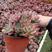 红稚莲老桩大型大颗多头群生多肉植物盆栽办公室绿植花卉