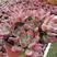 红稚莲老桩大型大颗多头群生多肉植物盆栽办公室绿植花卉