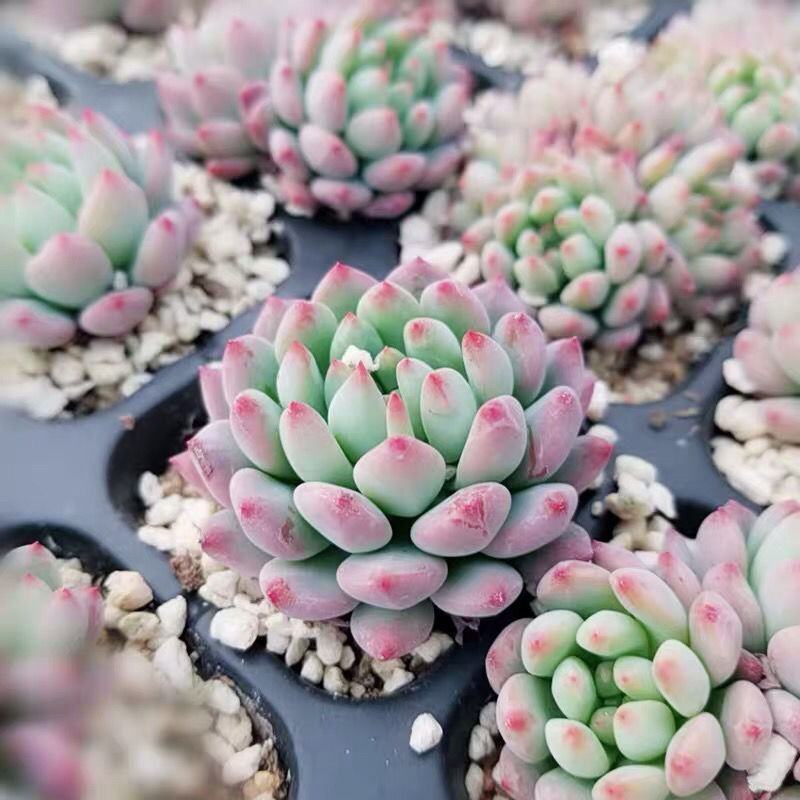 多肉蓝苹果蓝精灵多肉植物办公室内防辐射绿植花卉盆栽