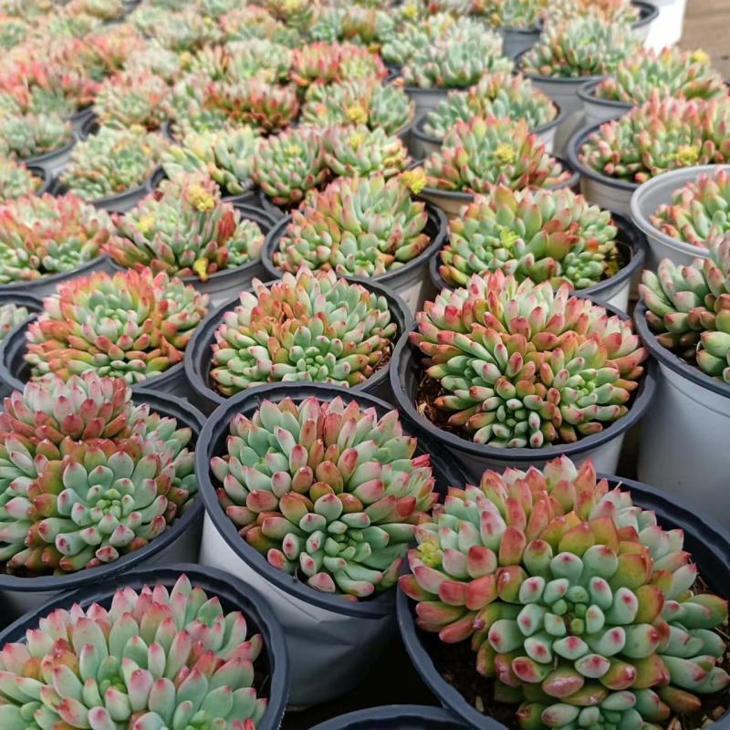 多肉蓝苹果蓝精灵多肉植物办公室内防辐射绿植花卉盆栽