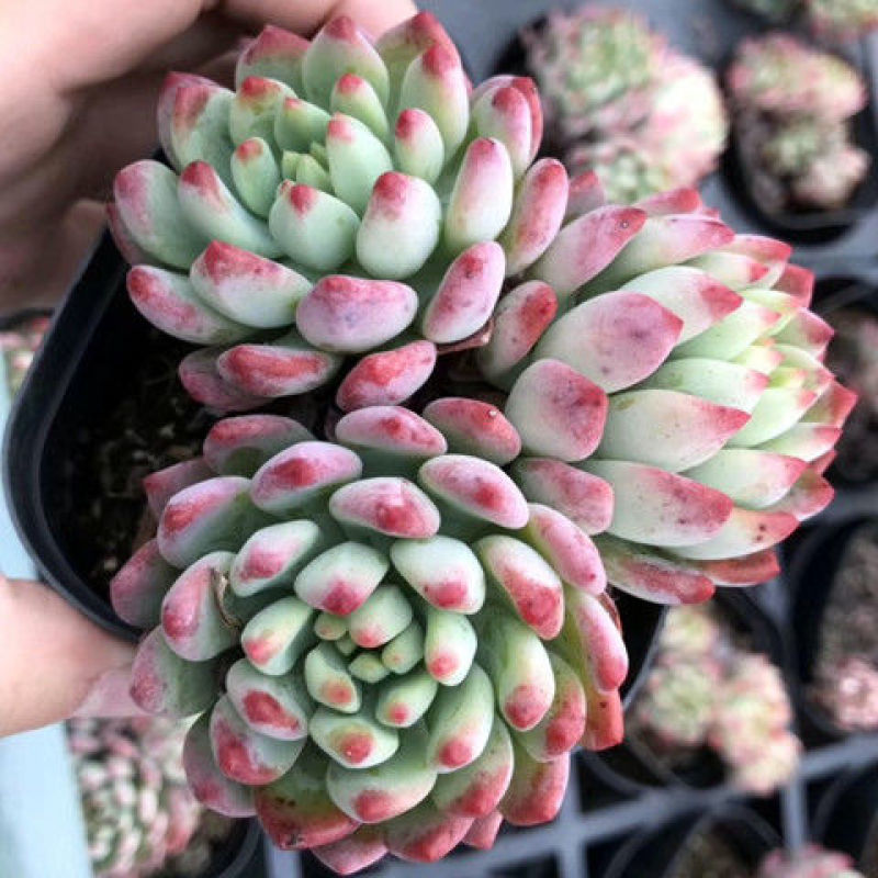 多肉蓝苹果蓝精灵多肉植物办公室内防辐射绿植花卉盆栽