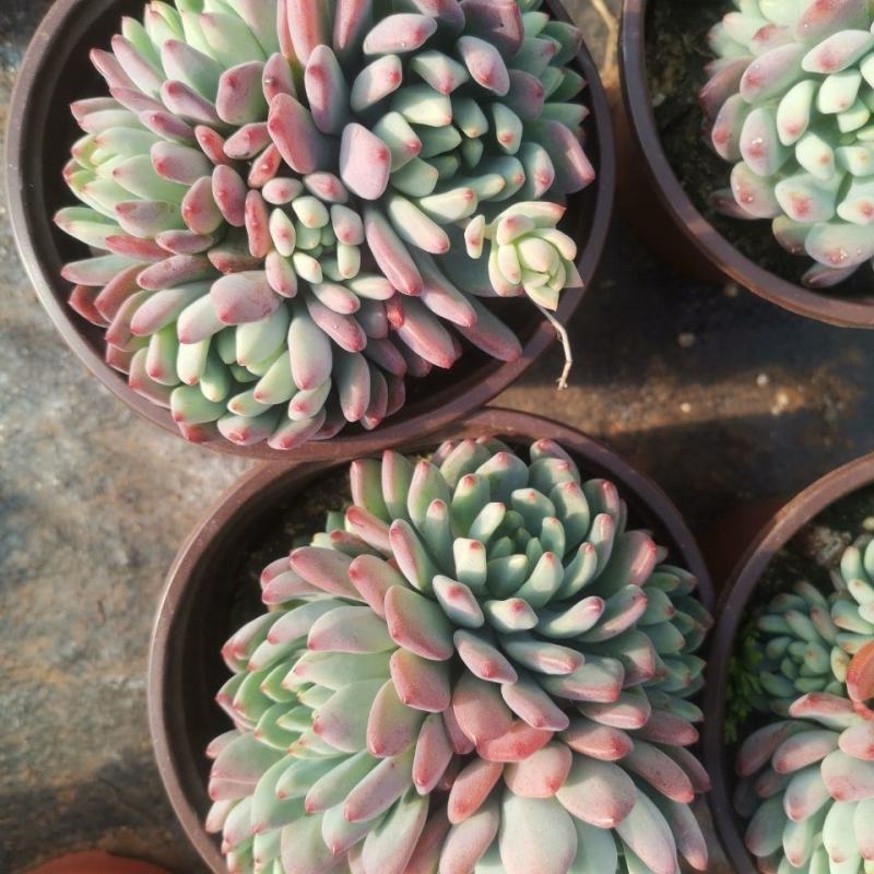 多肉蓝苹果蓝精灵多肉植物办公室内防辐射绿植花卉盆栽