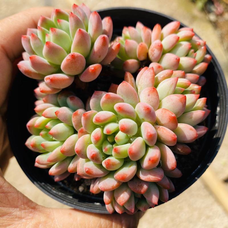 多肉蓝苹果蓝精灵多肉植物办公室内防辐射绿植花卉盆栽