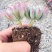 多肉蓝苹果蓝精灵多肉植物办公室内防辐射绿植花卉盆栽