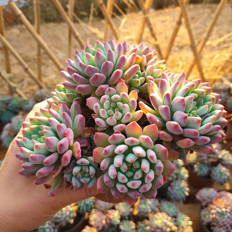 多肉蓝苹果蓝精灵多肉植物办公室内防辐射绿植花卉盆栽