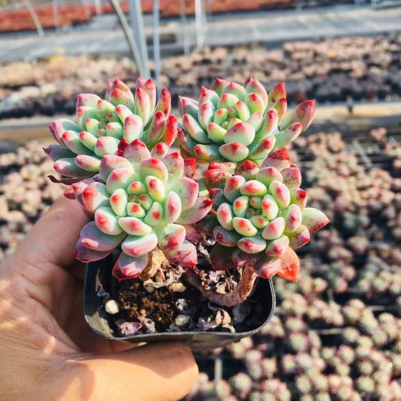 多肉蓝苹果蓝精灵多肉植物办公室内防辐射绿植花卉盆栽