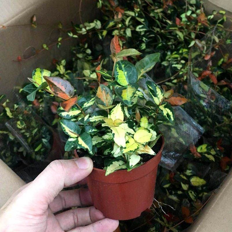 花叶蔓花叶络石黄金络石彩叶络石藤耐寒耐高温爆晒耐热