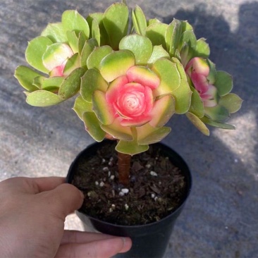 多肉植物稀有品种彩色红心法师老桩超大室内阳台植物盆栽
