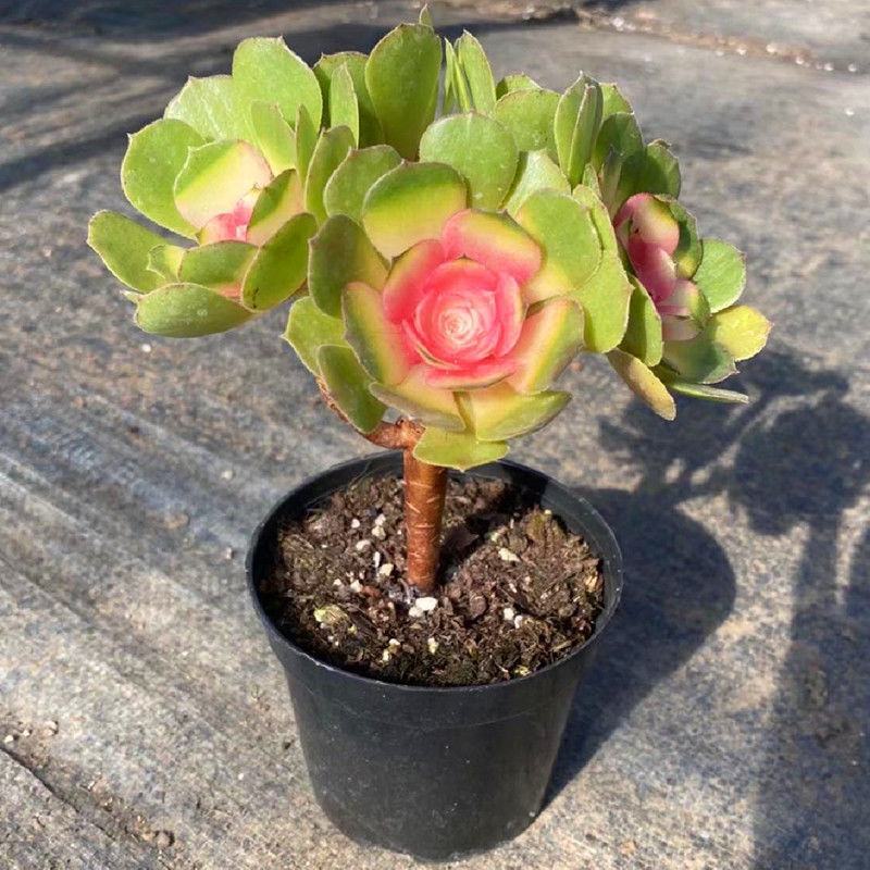 多肉植物稀有品种彩色红心法师老桩超大室内阳台植物盆栽