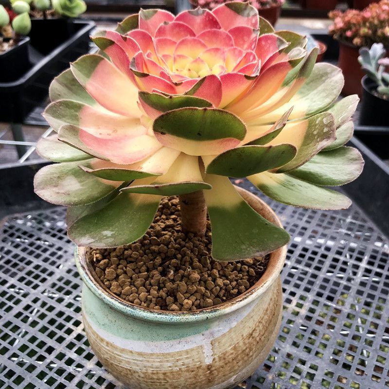多肉植物稀有品种彩色红心法师老桩超大室内阳台植物盆栽