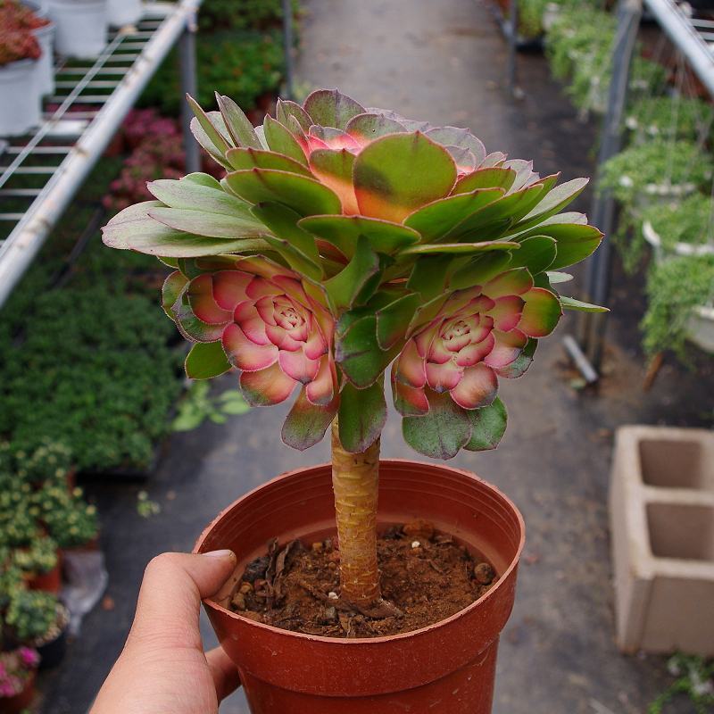 多肉植物稀有品种彩色红心法师老桩超大室内阳台植物盆栽