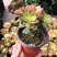 多肉植物星爆新款稀有贵货办公室室内组合盆栽绿植