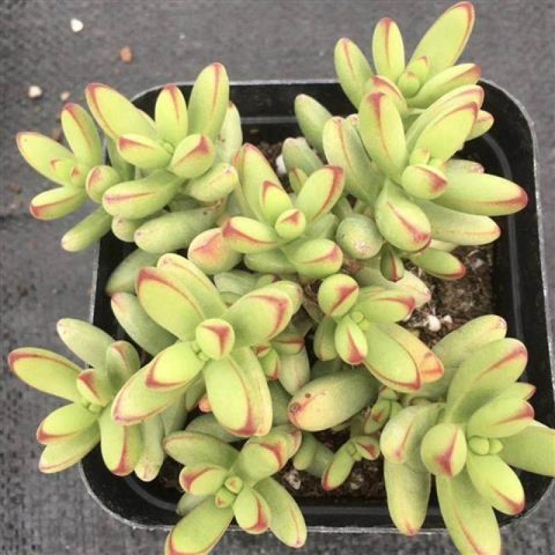 小天狗群生多头多肉植物超萌肉肉办公室内阳台盆栽花卉
