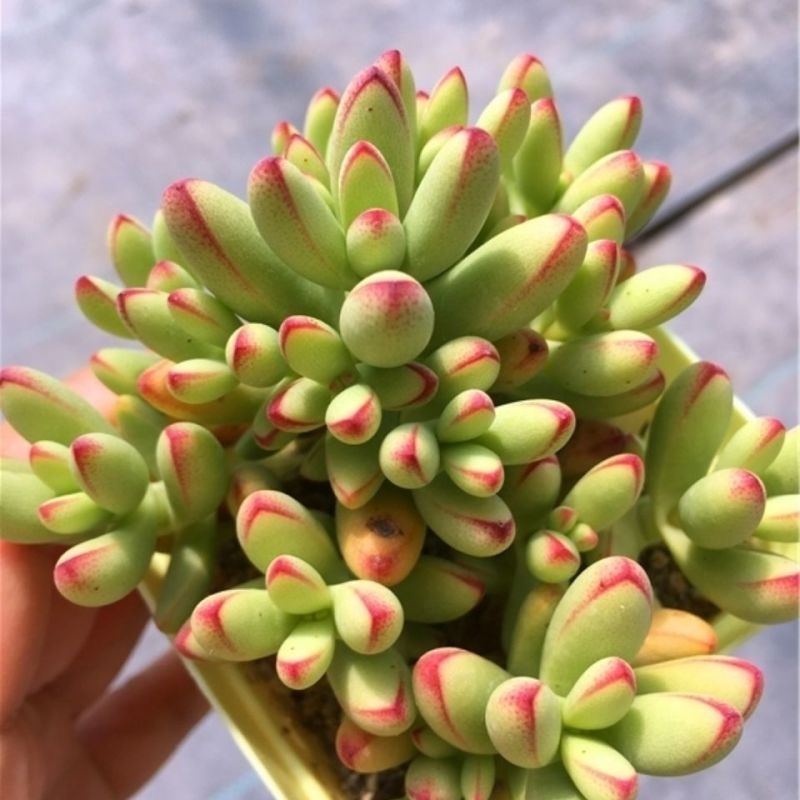 小天狗群生多头多肉植物超萌肉肉办公室内阳台盆栽花卉