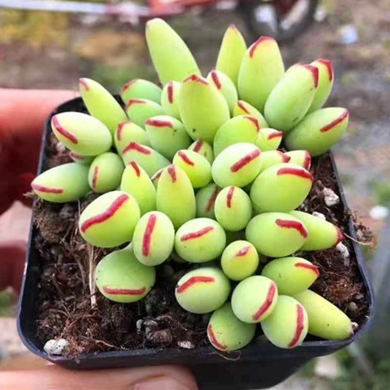 多肉植物精灵豆福娘群生多头办公室室内阳台桌面绿植