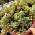 多肉植物精灵豆福娘群生多头办公室室内阳台桌面绿植