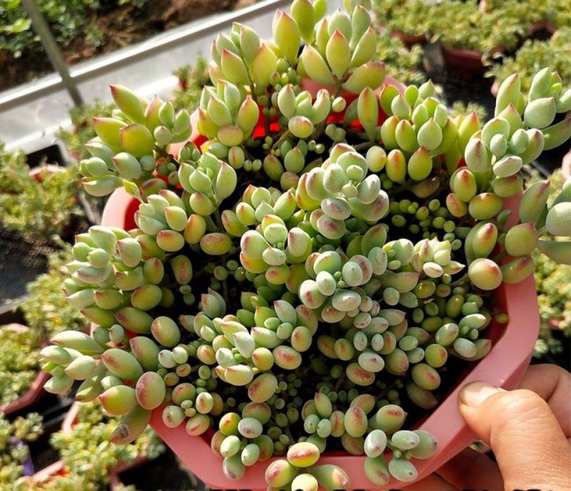 多肉植物精灵豆福娘群生多头办公室室内阳台桌面绿植
