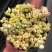 多肉植物精灵豆福娘群生多头办公室室内阳台桌面绿植