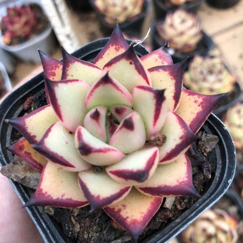 云南多肉韩版天狼星多肉植物盆栽肉肉量大联系优惠