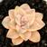 美杏锦多肉植物组合盆栽肉肉新手植物办公室创意花卉绿植