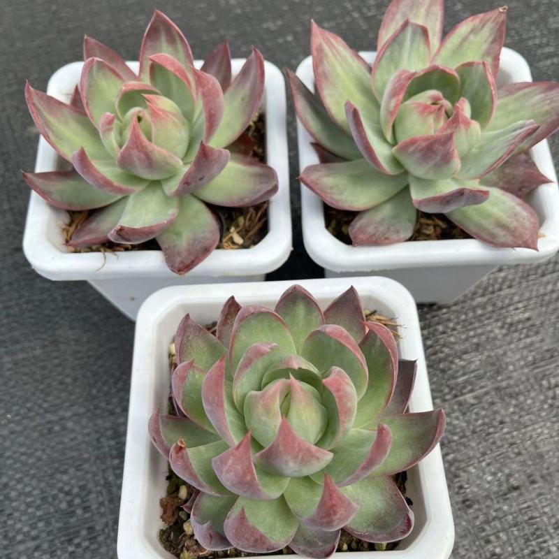 惊鸿仙子卡西乌斯锦进口贵货稀有多肉植物量大优惠