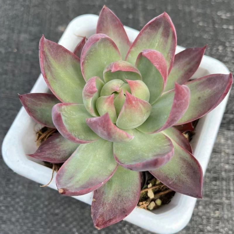 惊鸿仙子卡西乌斯锦进口贵货稀有多肉植物量大优惠