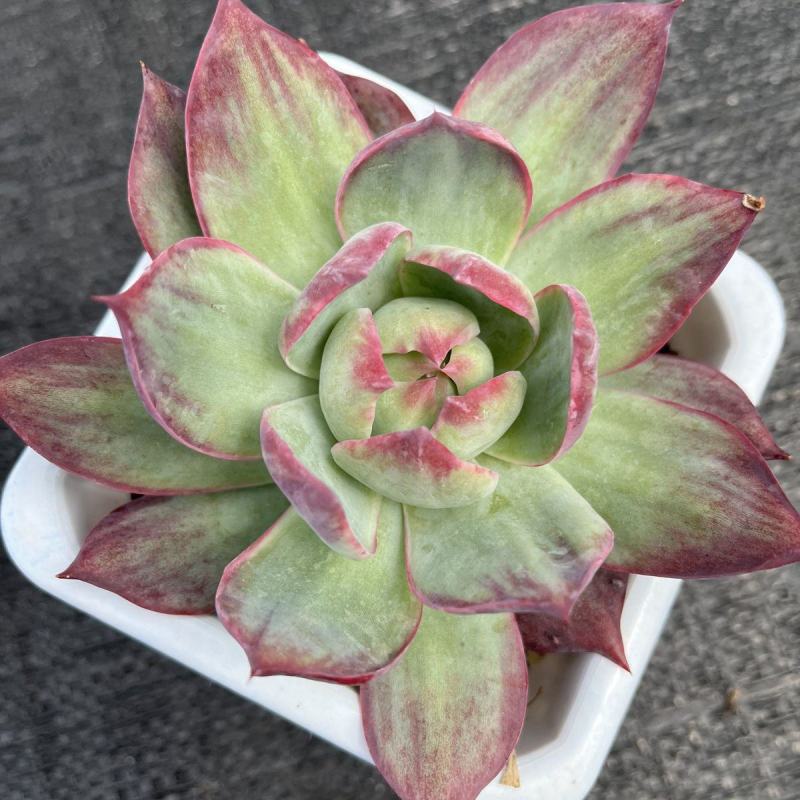 惊鸿仙子卡西乌斯锦进口贵货稀有多肉植物量大优惠