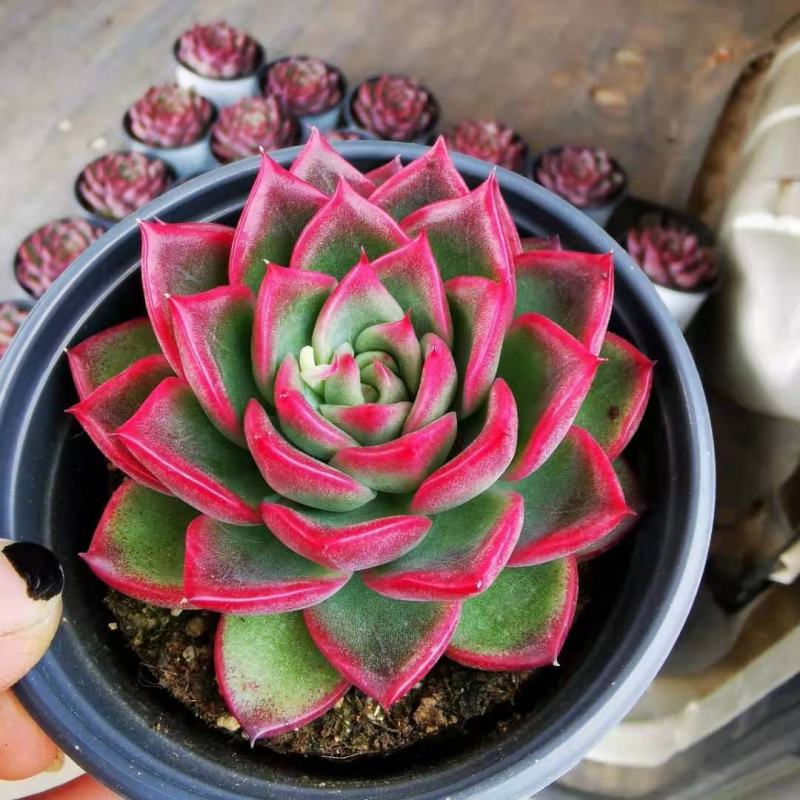 篝火多肉植物超大颗好养稀有品种室内组合小盆栽