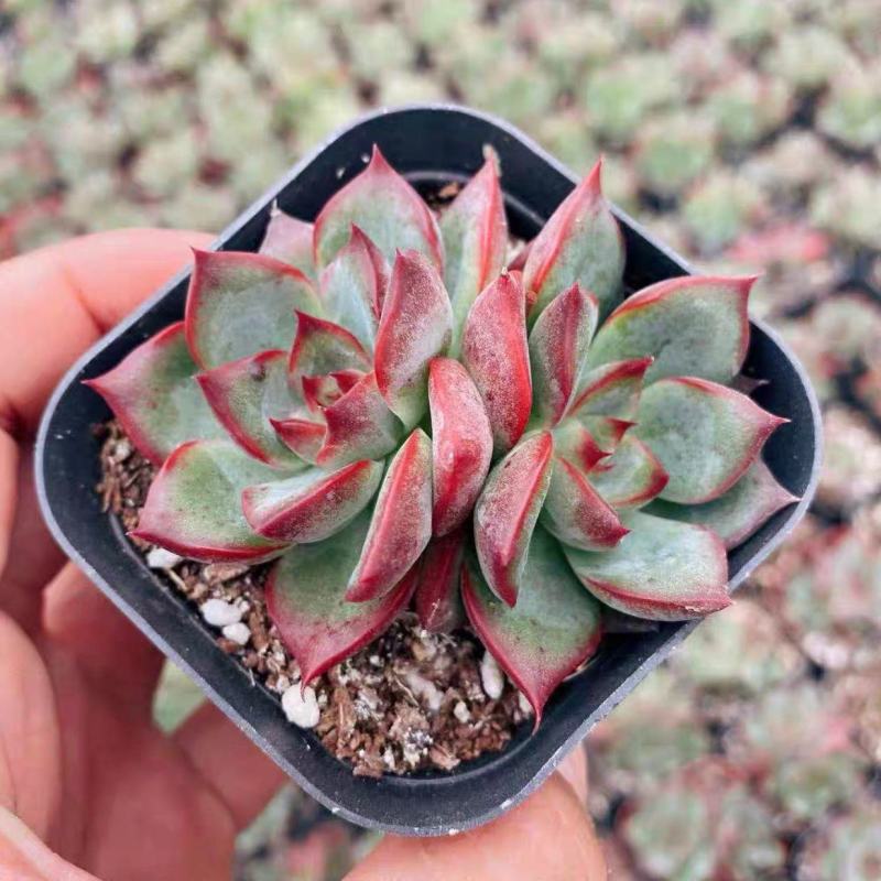 篝火多肉植物超大颗好养稀有品种室内组合小盆栽