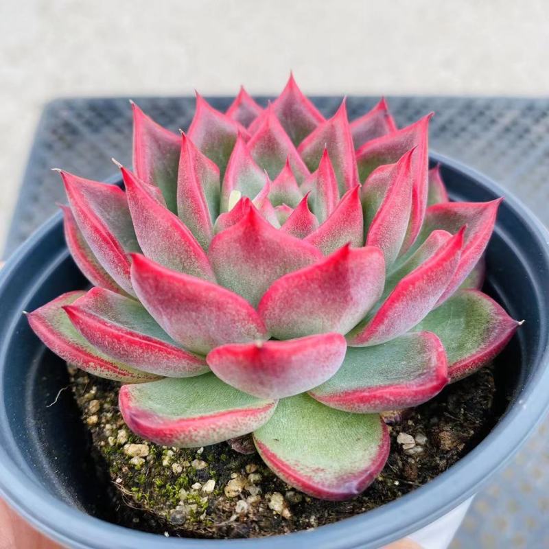 篝火多肉植物超大颗好养稀有品种室内组合小盆栽