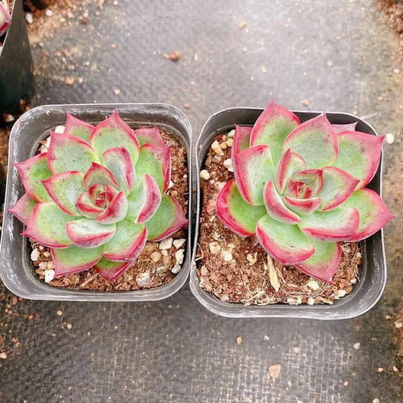 篝火多肉植物超大颗好养稀有品种室内组合小盆栽