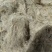 猪毛