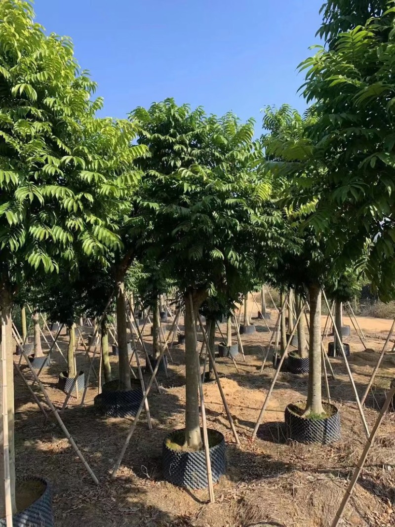 人面子供应，各种规格齐全，欢迎采购