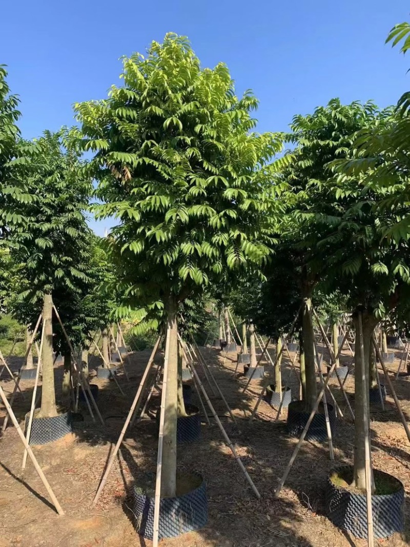 人面子供应，各种规格齐全，欢迎采购