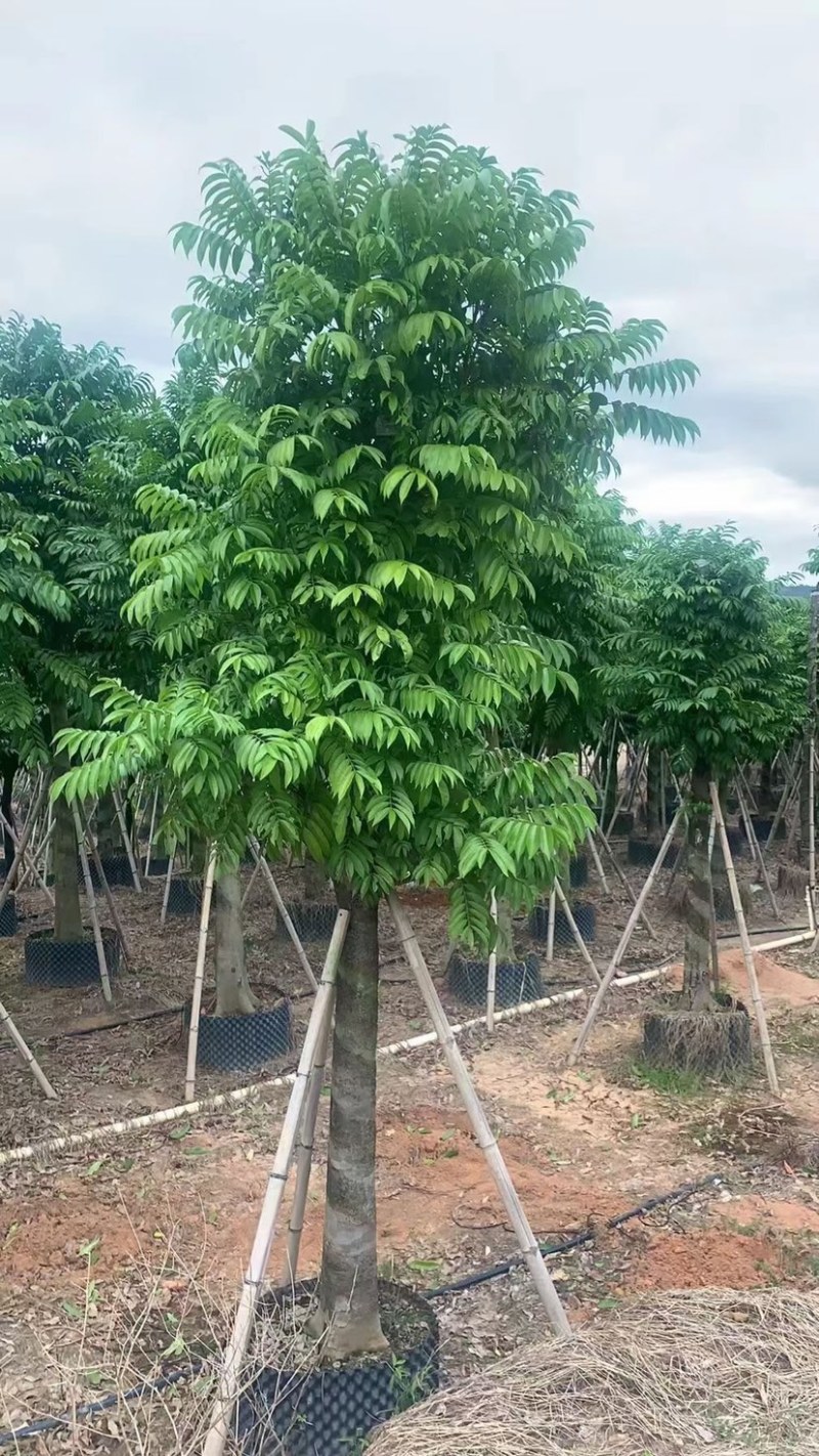 人面子供应，各种规格齐全，欢迎采购