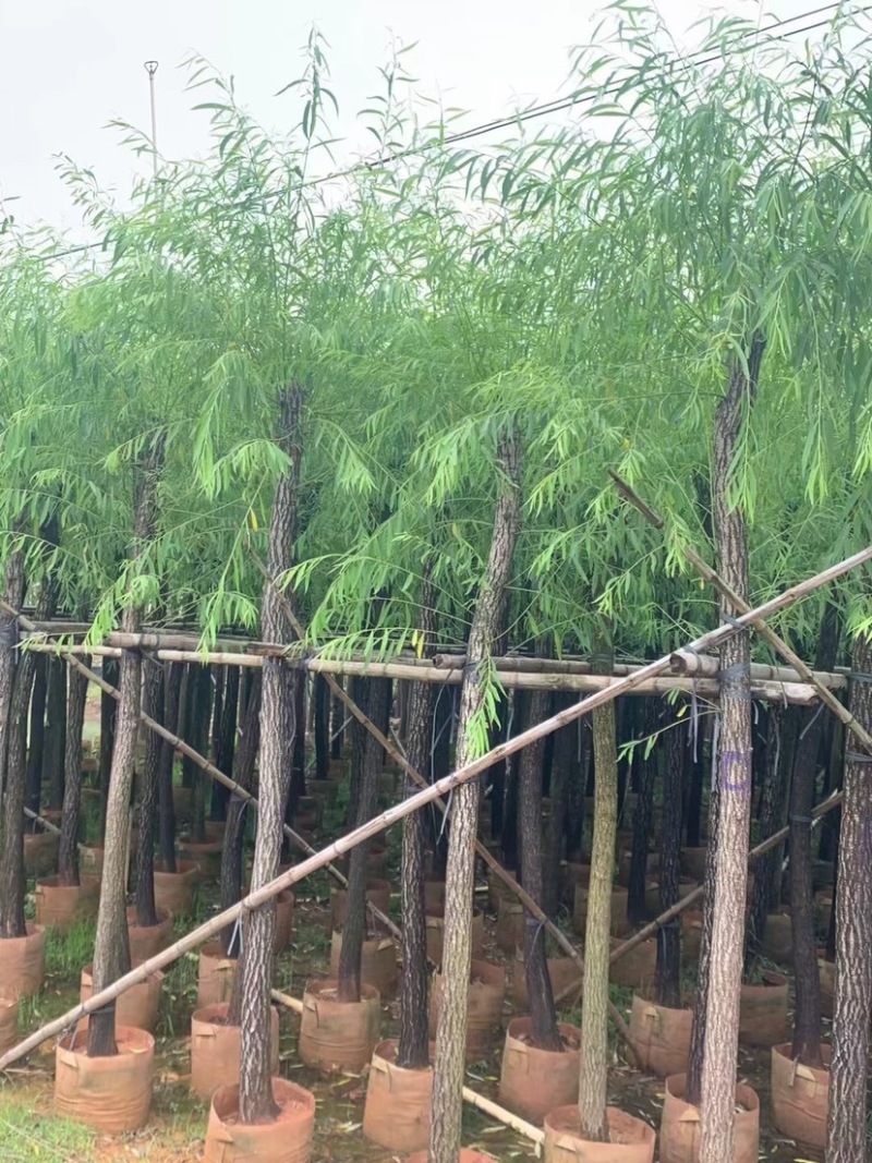 垂柳6-8-10-12-15分大量现货供应需要老板的联系