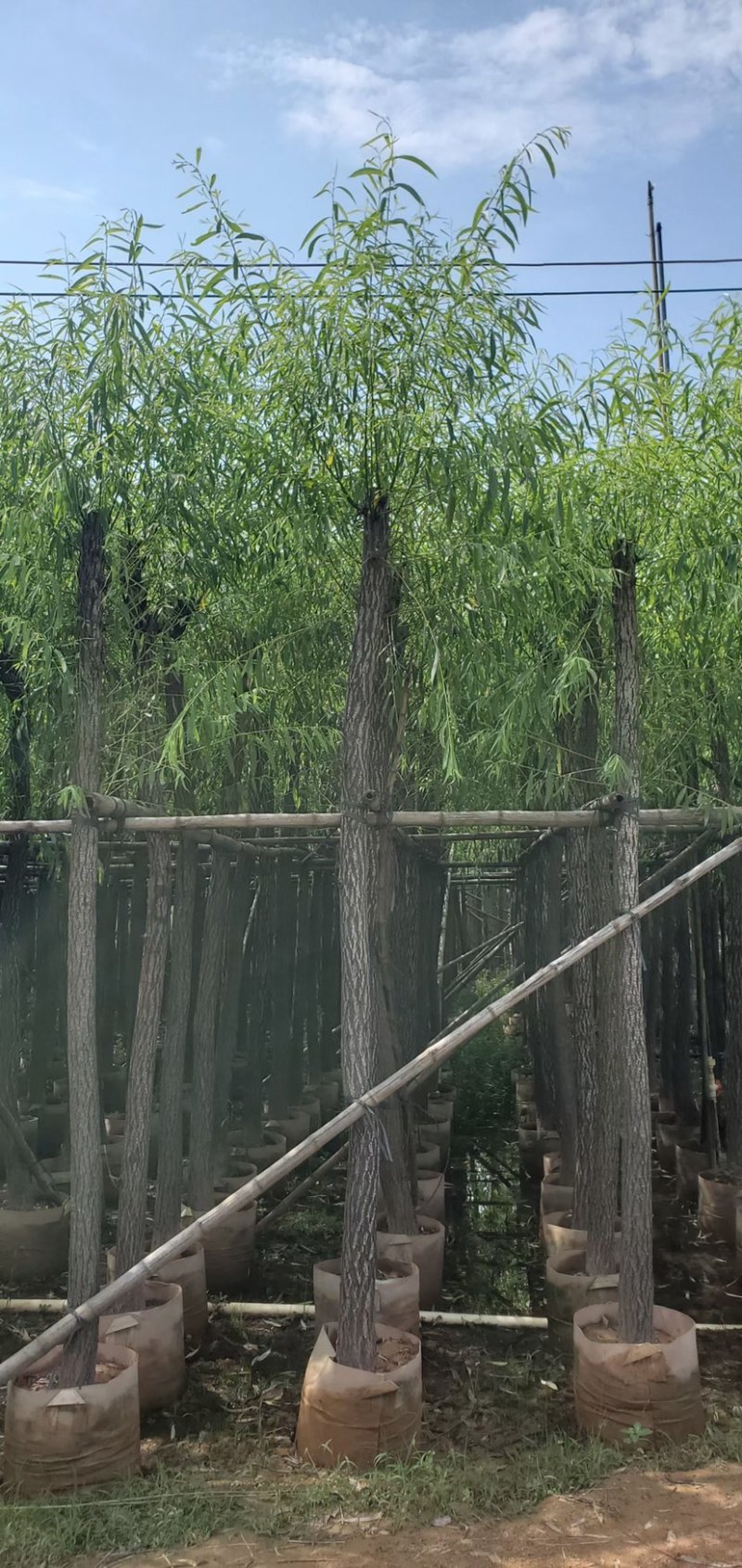 垂柳6-8-10-12-15分大量现货供应需要老板的联系