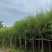 垂柳6-8-10-12-15分大量现货供应需要老板的联系