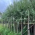 垂柳6-8-10-12-15分大量现货供应需要老板的联系