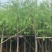 垂柳6-8-10-12-15分大量现货供应需要老板的联系
