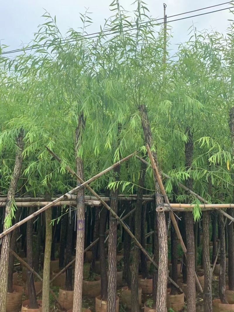 垂柳6-8-10-12-15分大量现货供应需要老板的联系