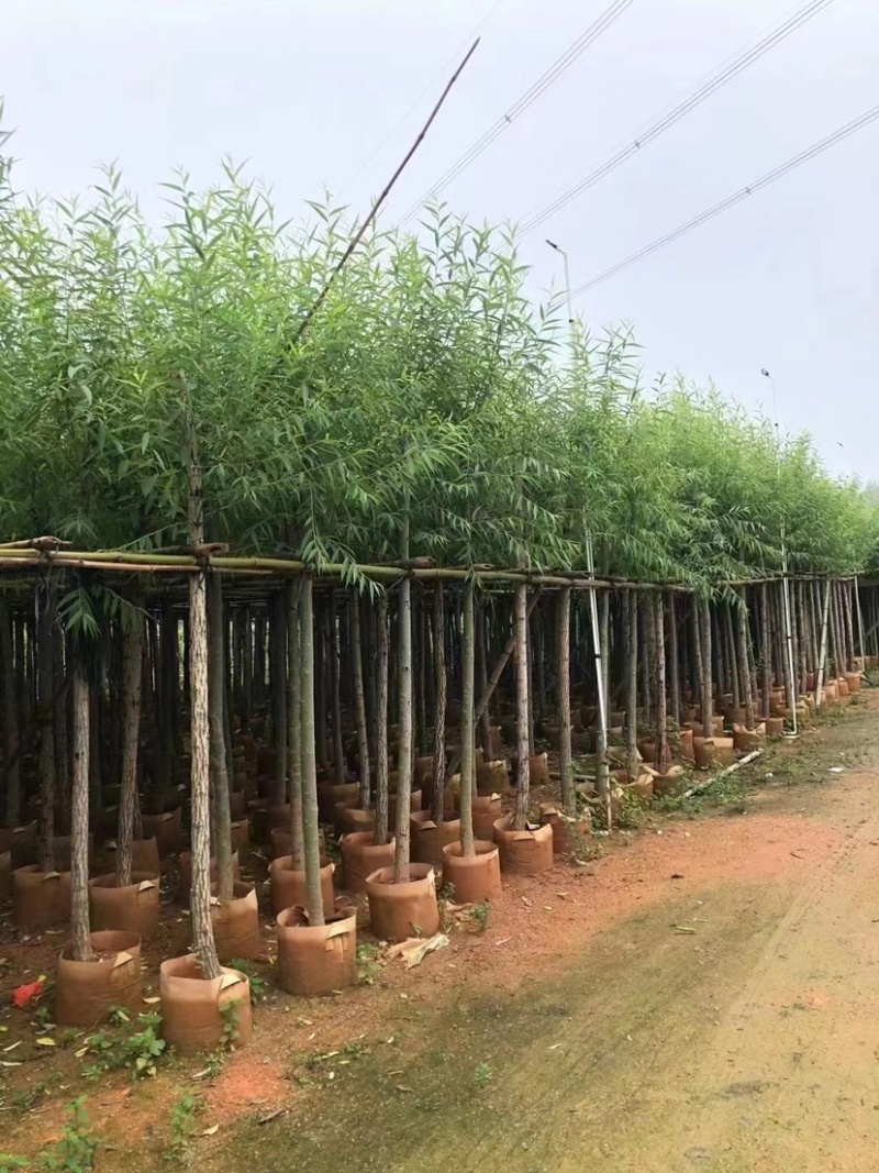垂柳6-8-10-12-15分大量现货供应需要老板的联系