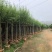 垂柳6-8-10-12-15分大量现货供应需要老板的联系