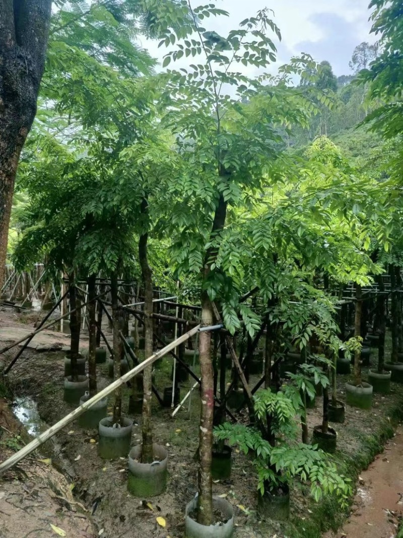 （黄花梨）3-8公分大量现货供应，有需要的老板联系