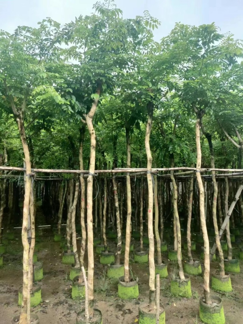 （黄花梨）3-8公分大量现货供应，有需要的老板联系