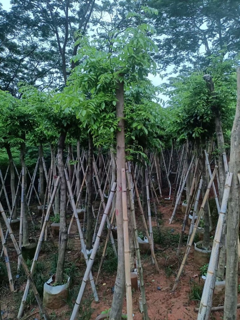 （黄花梨）3-8公分大量现货供应，有需要的老板联系