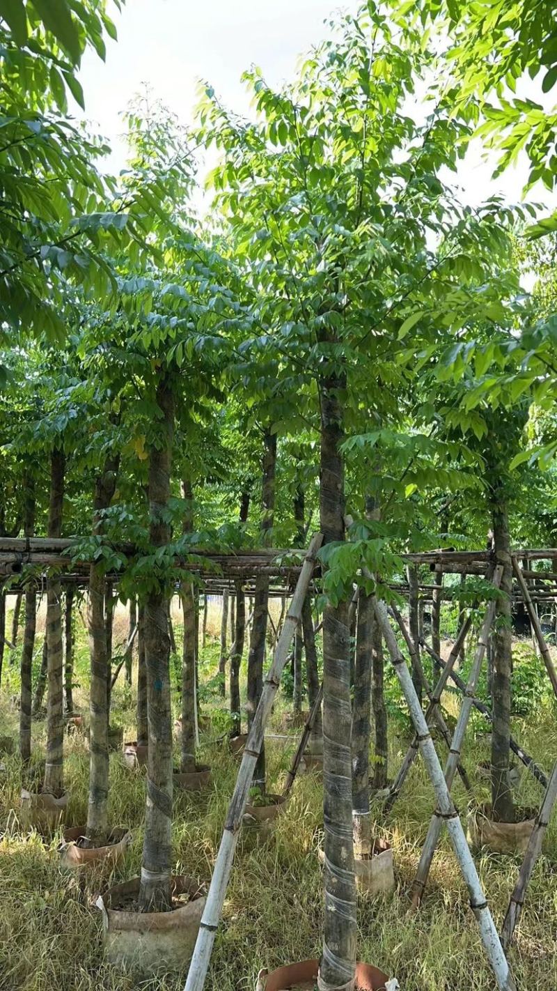 （黄花梨）3-8公分大量现货供应，有需要的老板联系